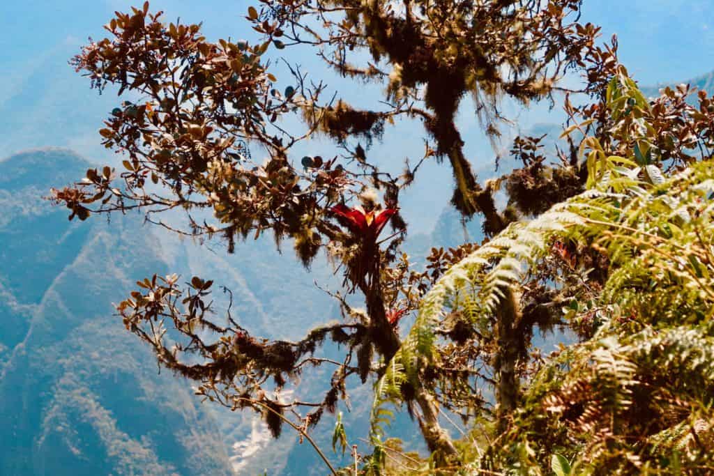 machu picchu mountain