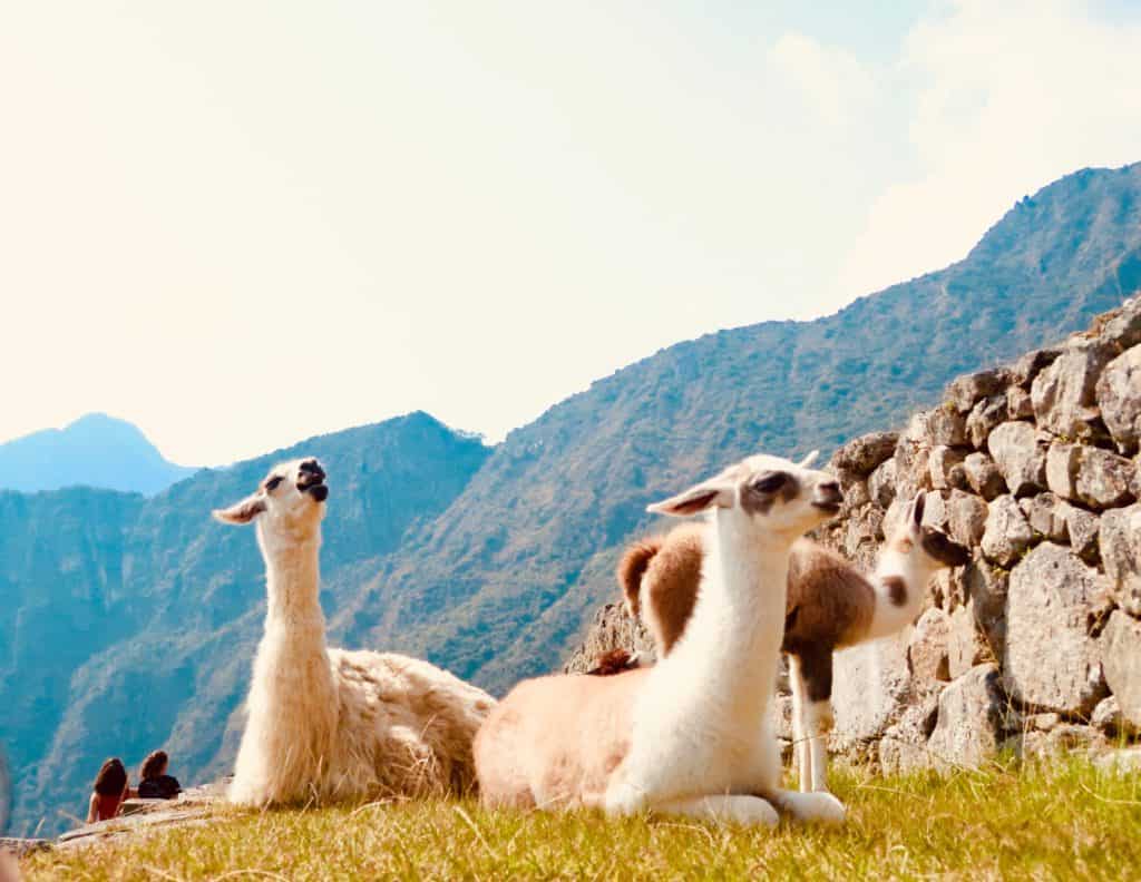 machu picchu
