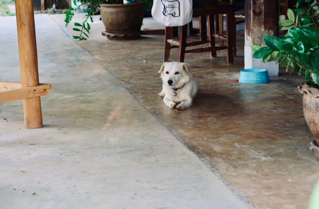 A dog sitting on the floor of the cooking school