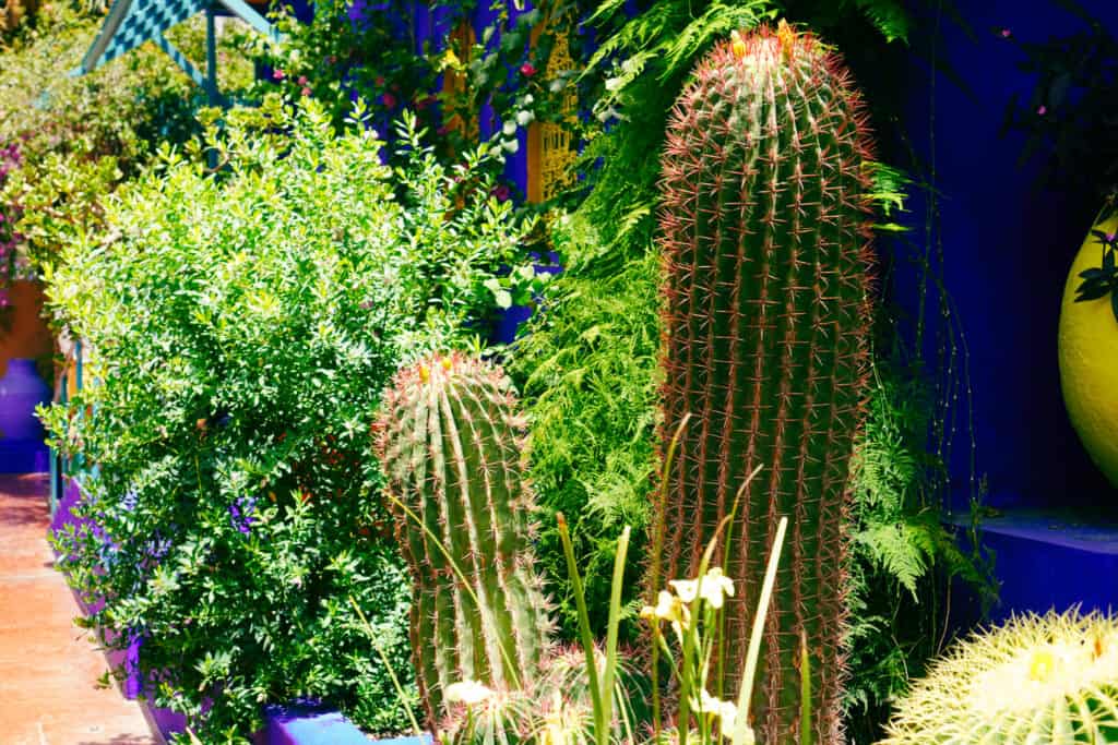 Jardine Majorelle, cactus