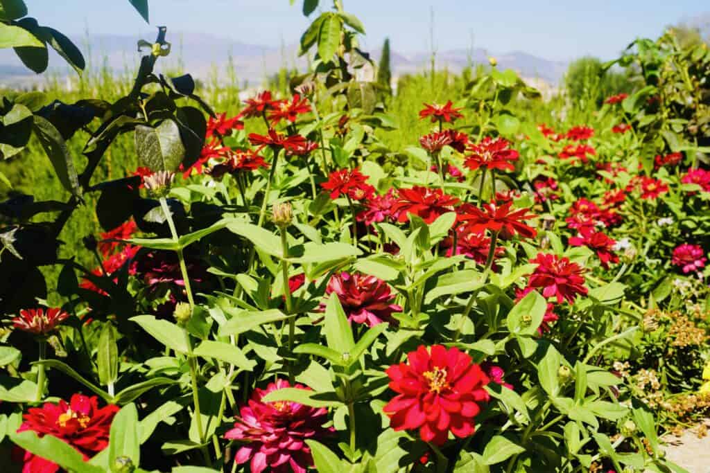 Gardens in the Alhambra, red flowers