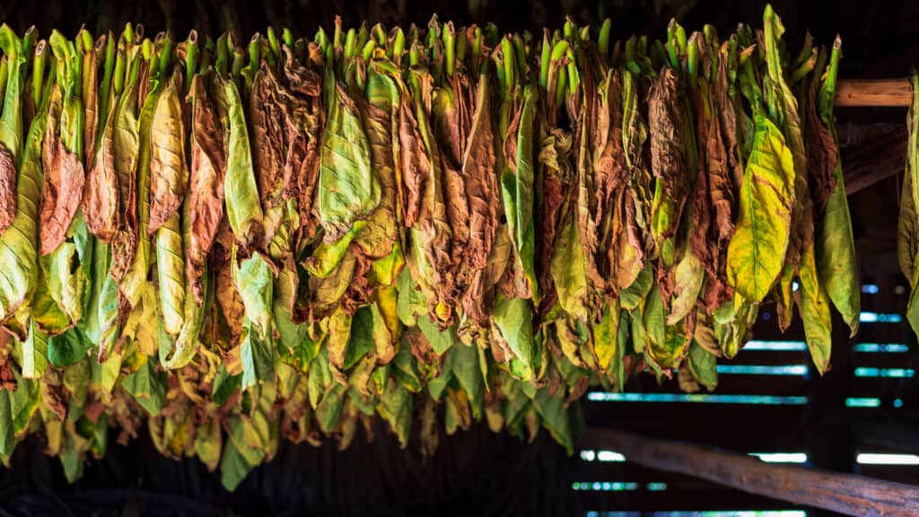 Tobacco leaves