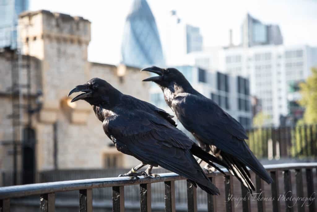 Ravens at the Tower of London